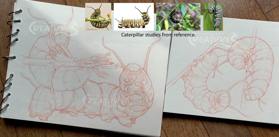 Caterpillar studies from reference.